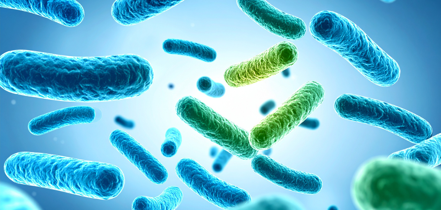 LactoSpore® Probiotika